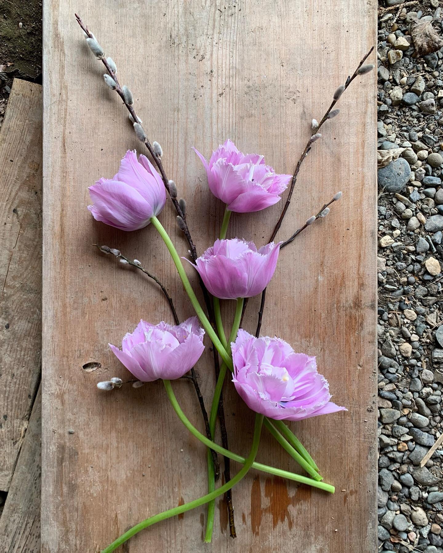 The colours in this tulip are oh so dreamy. Like a lilac in tulip form 🥰

&lsquo;Great Barrier Reef&rsquo; from the magical @unicornblooms 

#bcgrown #canadiangrownflowers #farmerflorist #flowerfarmersofcanada #northernbc #growthenorth #yxs #princeg