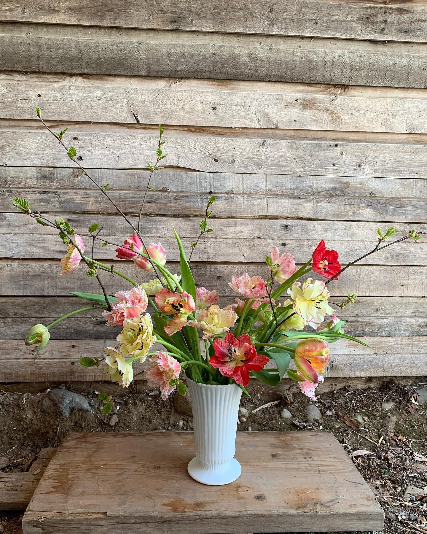 Taking the time to enjoy the very last of our winter tulips before we welcome our field grown flowers 💕

#bcgrown #canadiangrownflowers #farmerflorist #flowerfarmersofcanada #northernbc #growthenorth #yxs #princegeorgebc #princegeorgeflorist #living