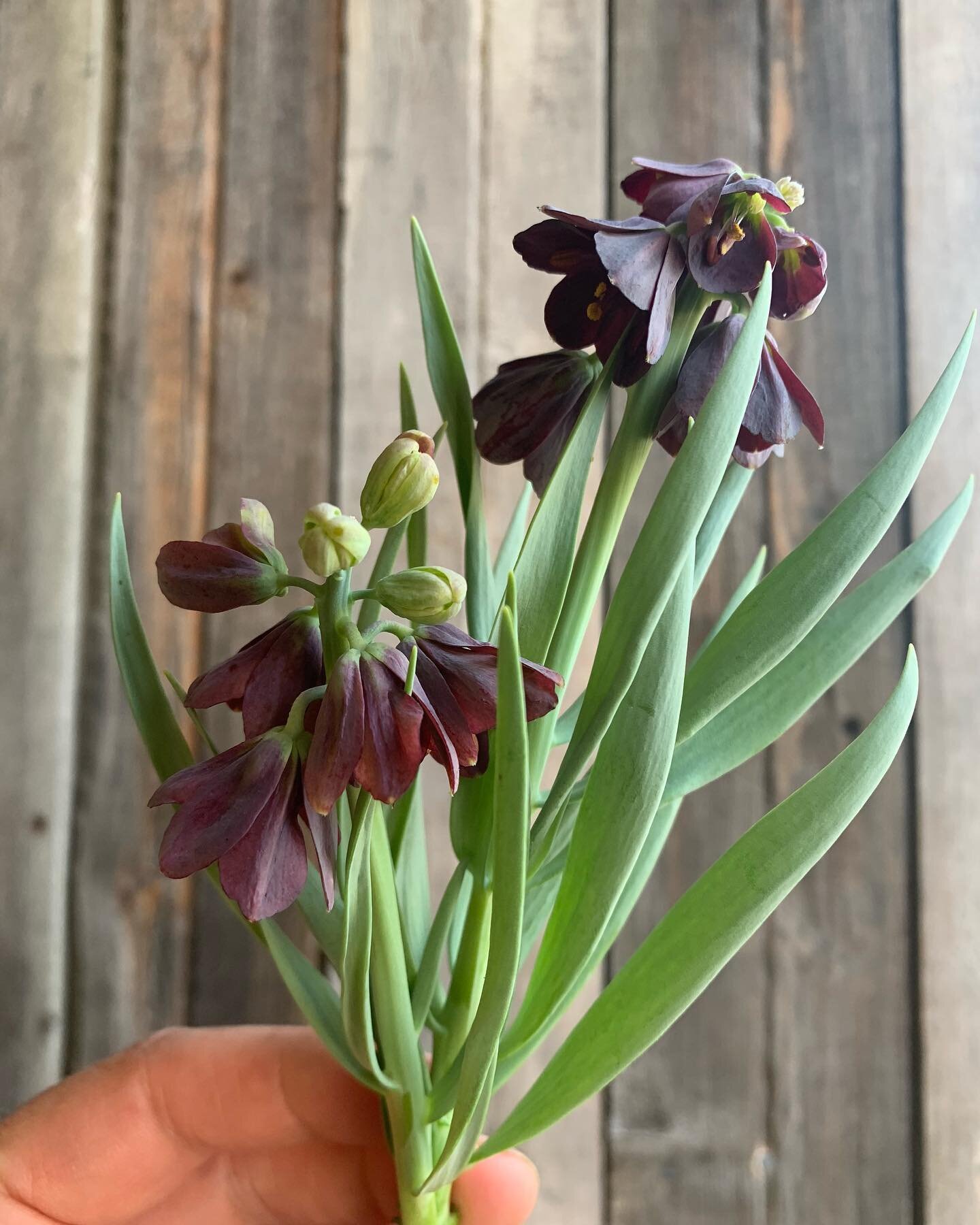 Sweet little garden treasures ✨

(I am looking forward to seeing these beauties all grown up next year!)

#bcgrown #canadiangrownflowers #farmerflorist #flowerfarmersofcanada #northernbc #growthenorth #yxs #princegeorgebc #princegeorgeflorist #living