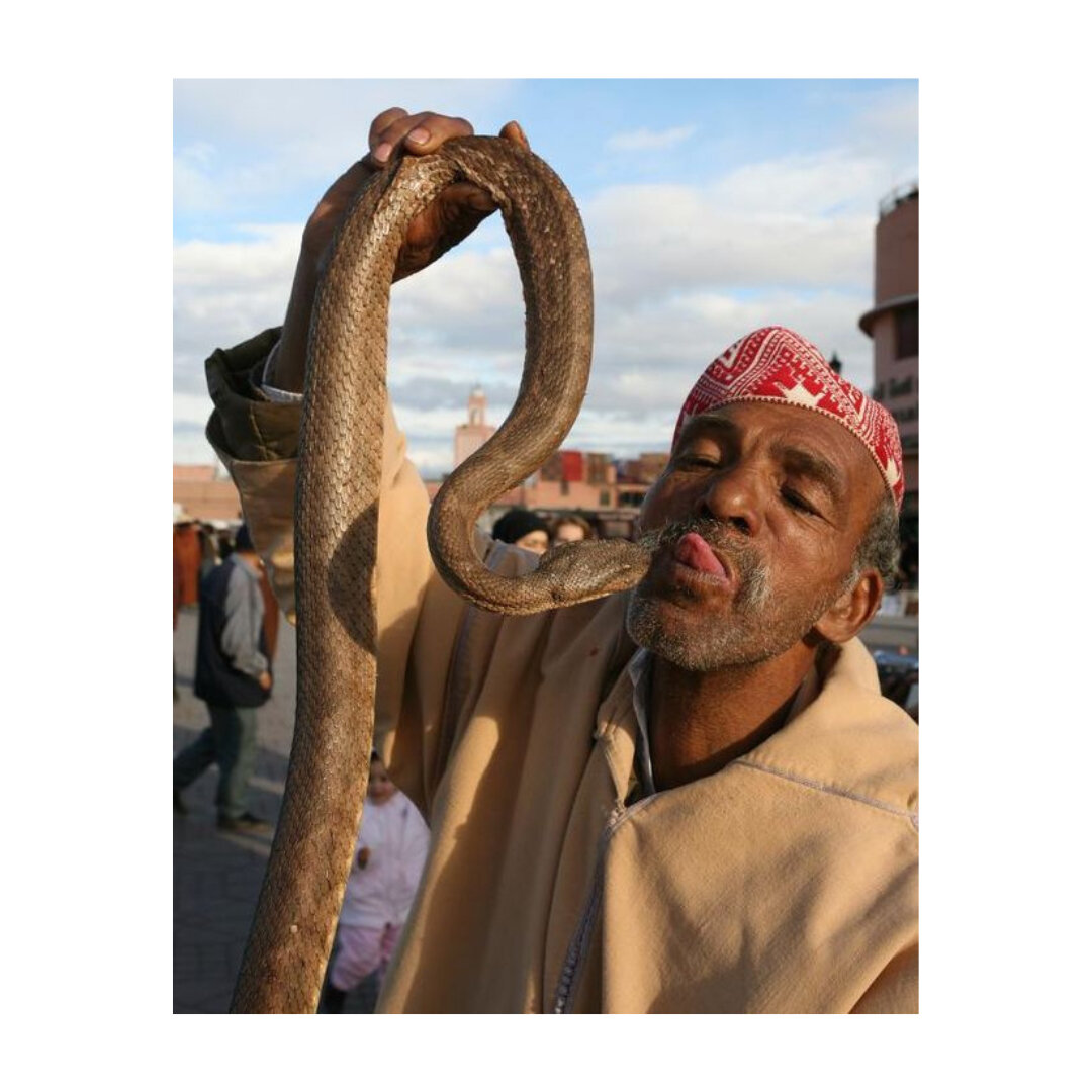 Hello from Tunis 🐍⁣
.⁣
.⁣
.⁣
#mediterraneanlife #mediterraneanstyle #mediterraneanvibes#mediterraneandecor #aestheticinspiration #🇹🇳 #tunisie🇹🇳 #march&eacute; #serpent