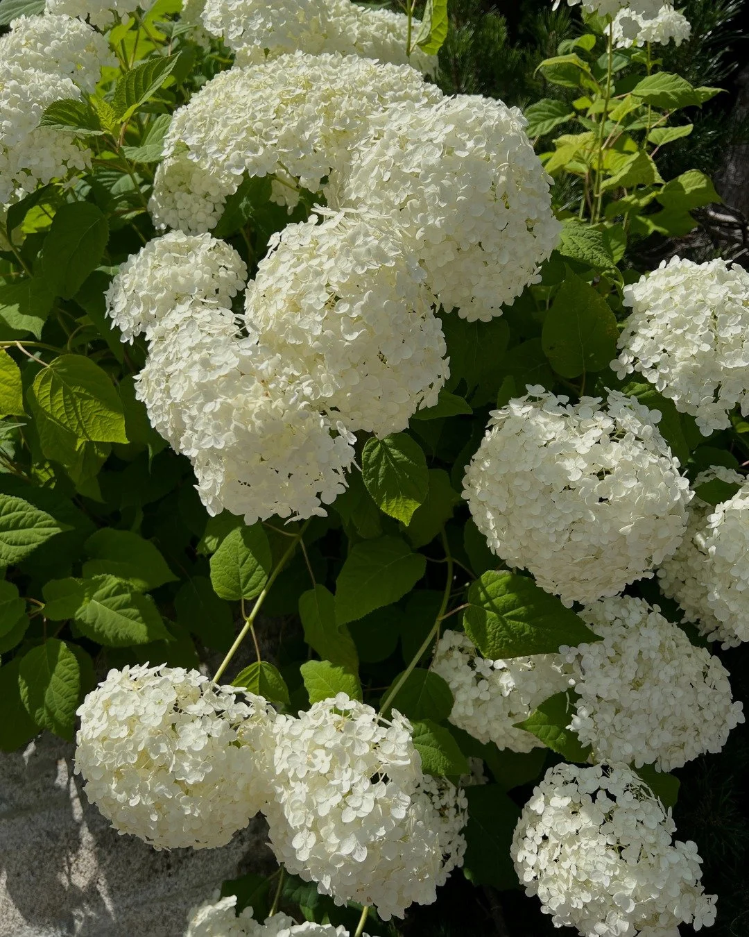 Happy Birthday to Us! 🎂

With full hearts, we're thrilled, honored, and so grateful to move with you each &amp; every day. 💛

We're celebrating our 9th Birthday this year with a flash sale 👉 9 Classes for $90 🎉
🎁  Unused classes expire 6 months 