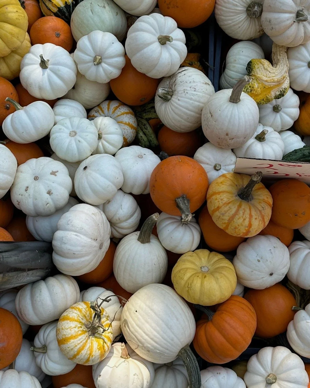 Our schedule looks a little bit different next week with the Thanksgiving holiday. 🦃 Make movement a part of your holiday &amp; we'll see you on the mat! ✨

(Exact schedule subject to change - check the app &amp; website for latest updates.)

#karma