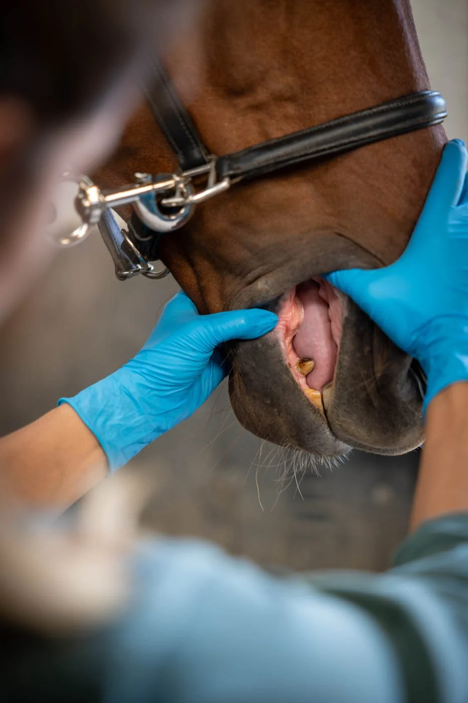 A veterinarian wearing blue gloves examines a horse’s mouth, pulling back its lips to check its teeth and gums.