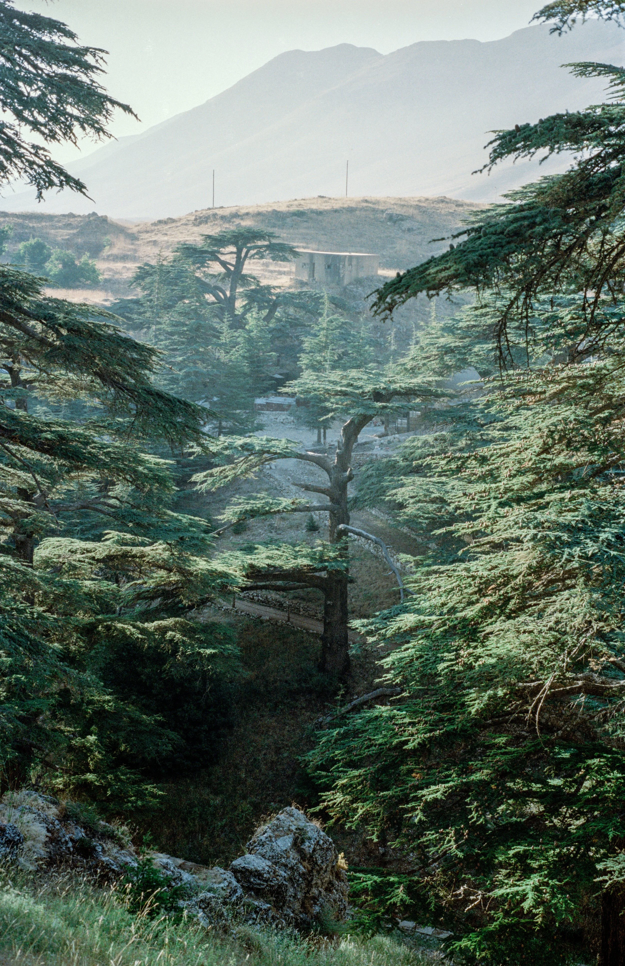 Liban: A Love Affair is a series of snapshots that encapsulate my experience in Lebanon, my country. Through images of my family, landscape, instances that inform politics, and the kind strangers I met during my trip, I present my love for its natura