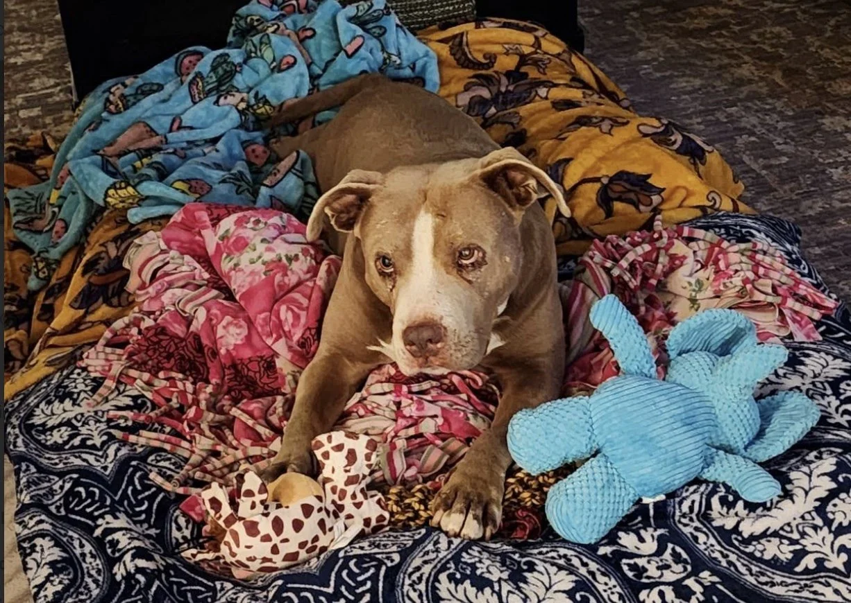 a tan and white bully dog mix, laying in colourful pink and blue blankets with a blue stuffy toy