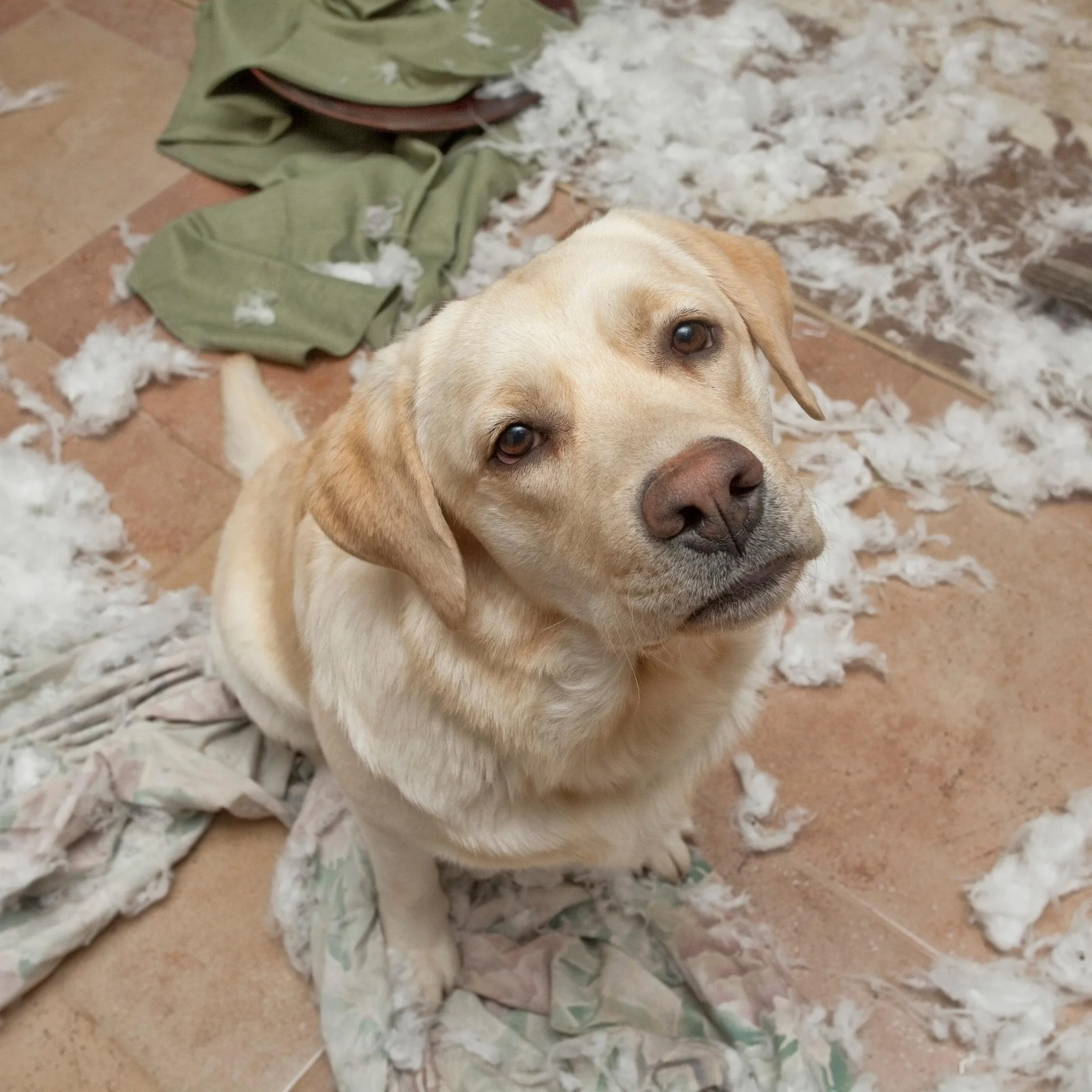 animal communication pet psychic dog behaviour chewing