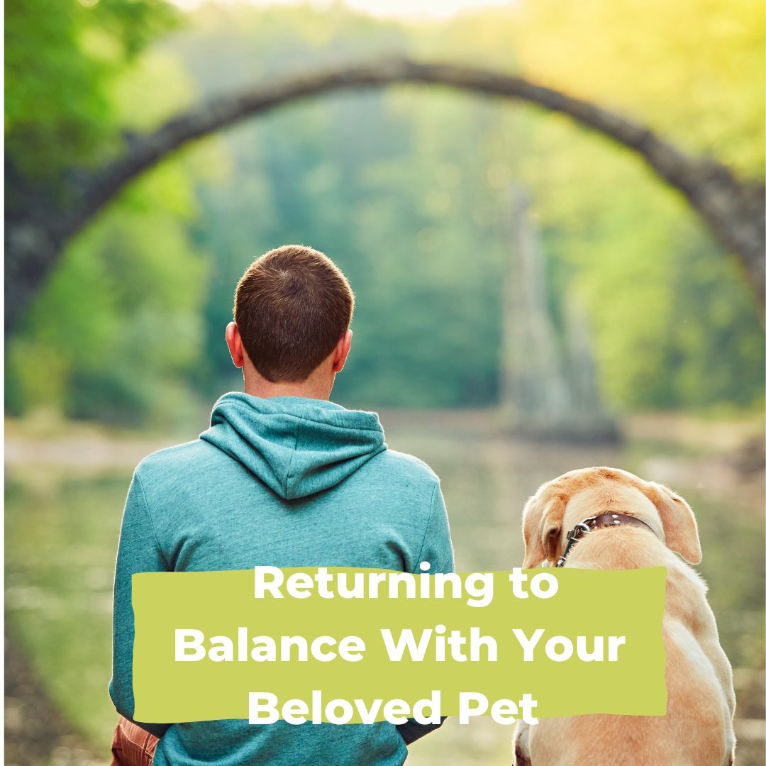 Navigating Overwhelm: Returning to Balance With Your Beloved Animal 