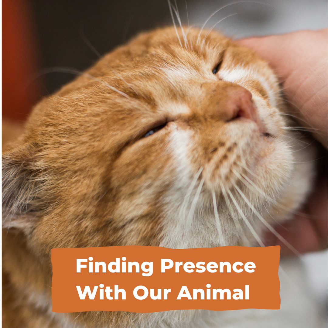 Walking With Anticipatory Grief: Finding Presence With Our Animal 