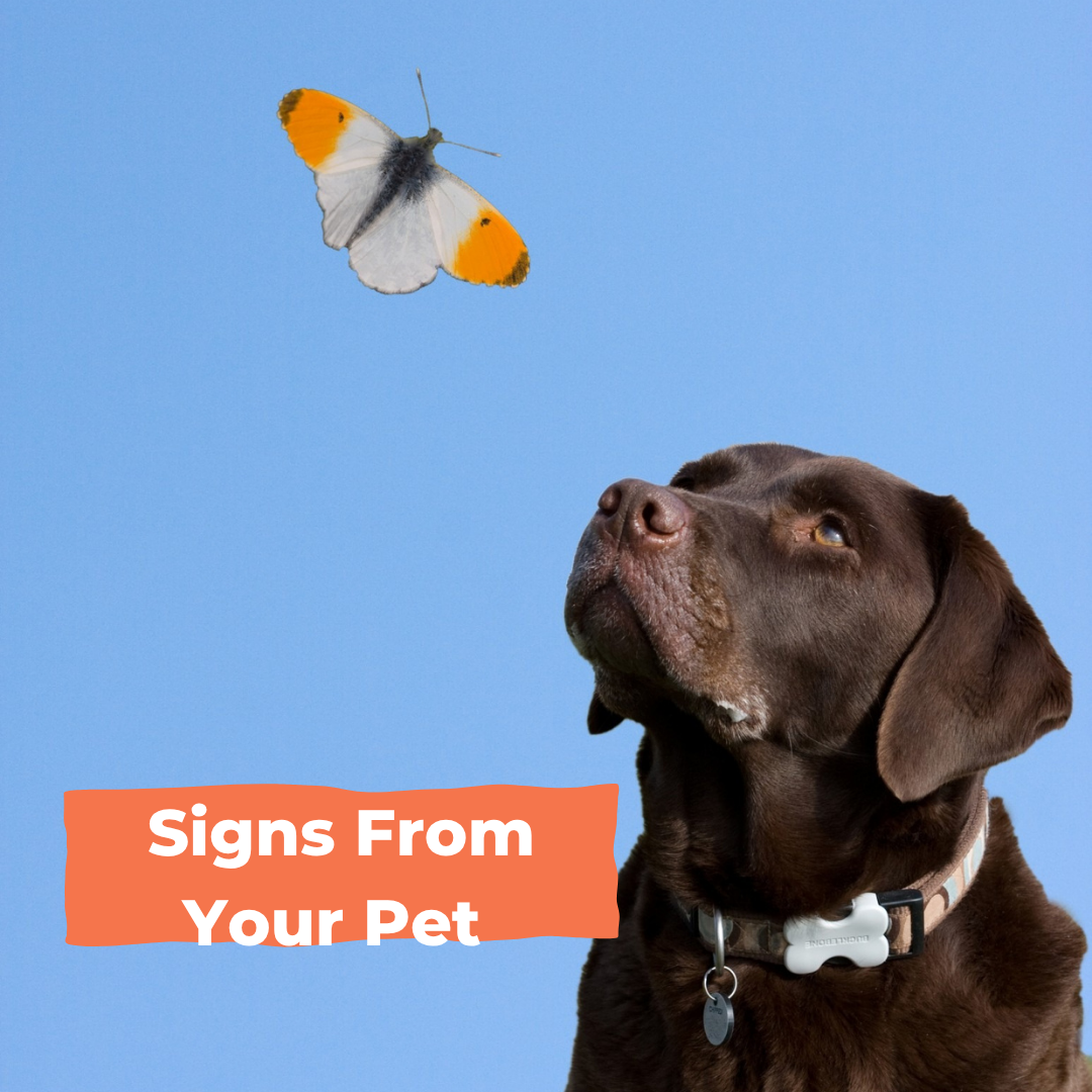 The Forever Connection: Signs From Your Pet 