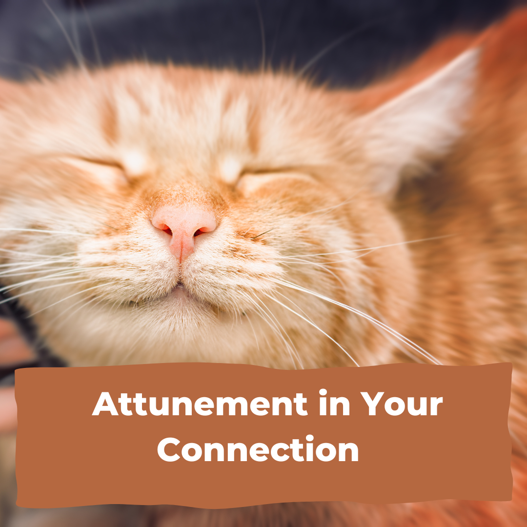 Attunement in Building True Connections&nbsp;&nbsp;