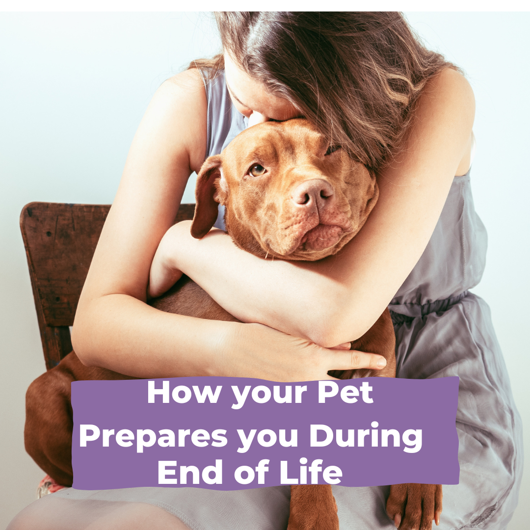 How Your Pet Prepares You During the End of Life