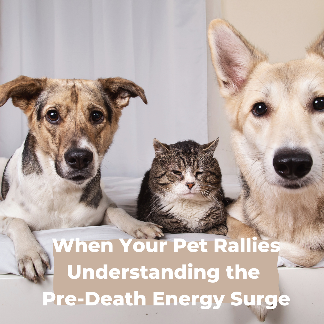 When Your Pet Rallies: Understanding the Pre-Death Energy Surge