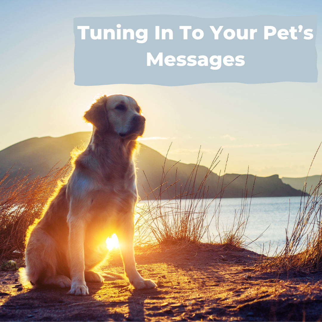 Tuning Into Your Pet's Messages