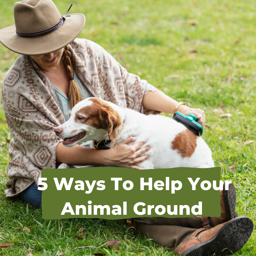 Five Ways To Help Your Animal Ground