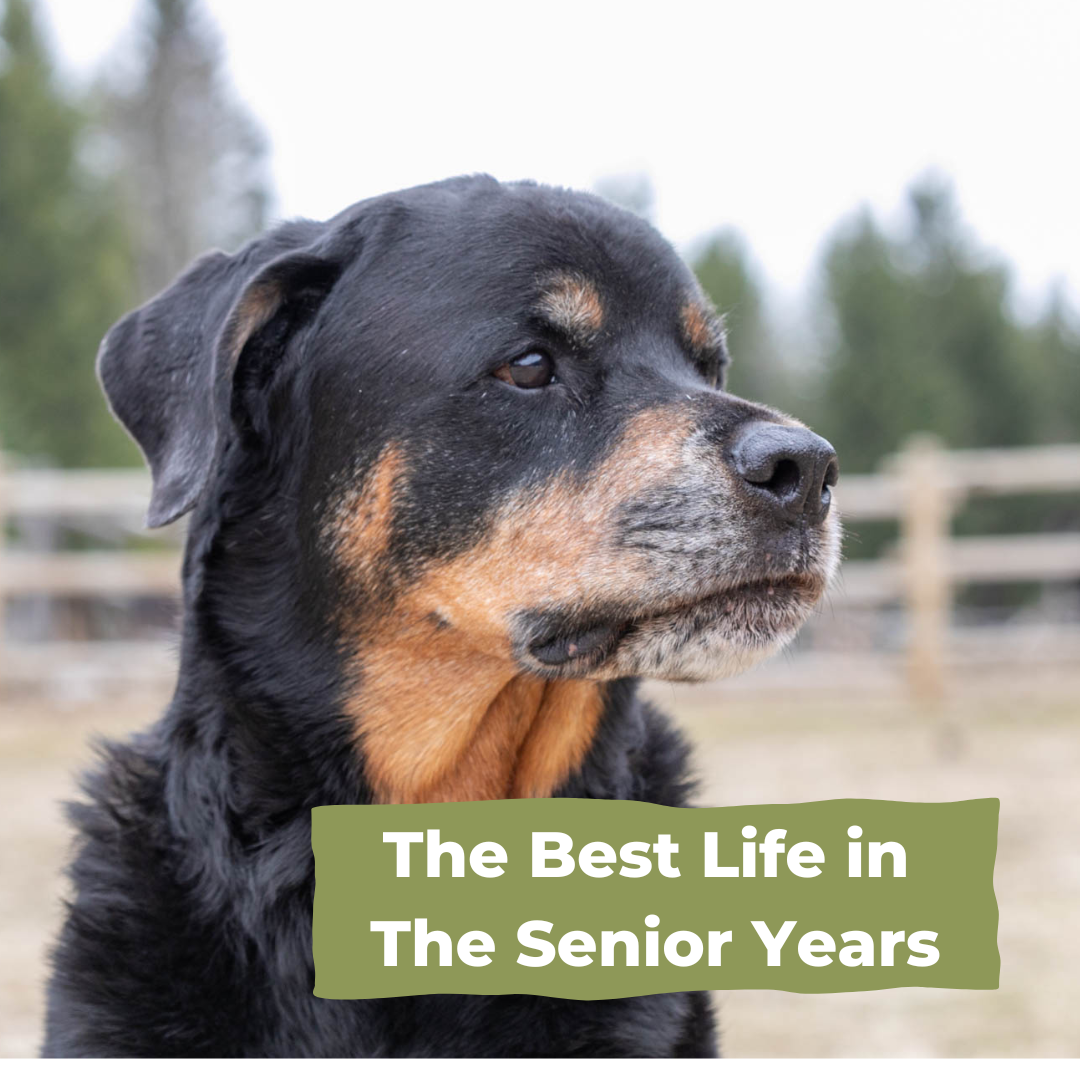 The Best Life In Your Senior Years!