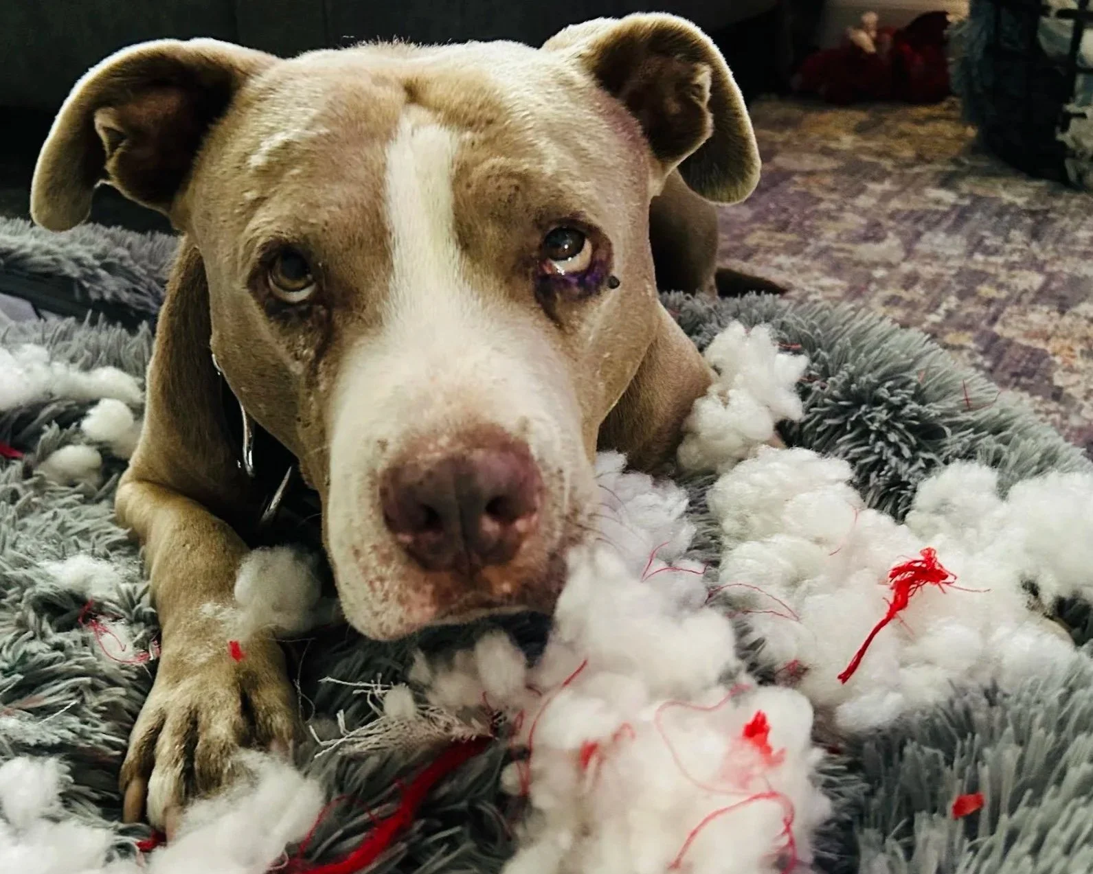 rescue bully dog looking up and laying in bed with stuffing out of stuffy toy.