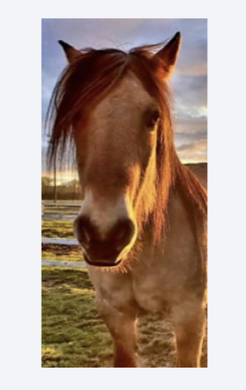 head shot of caramel coloured horse in sunset lighting