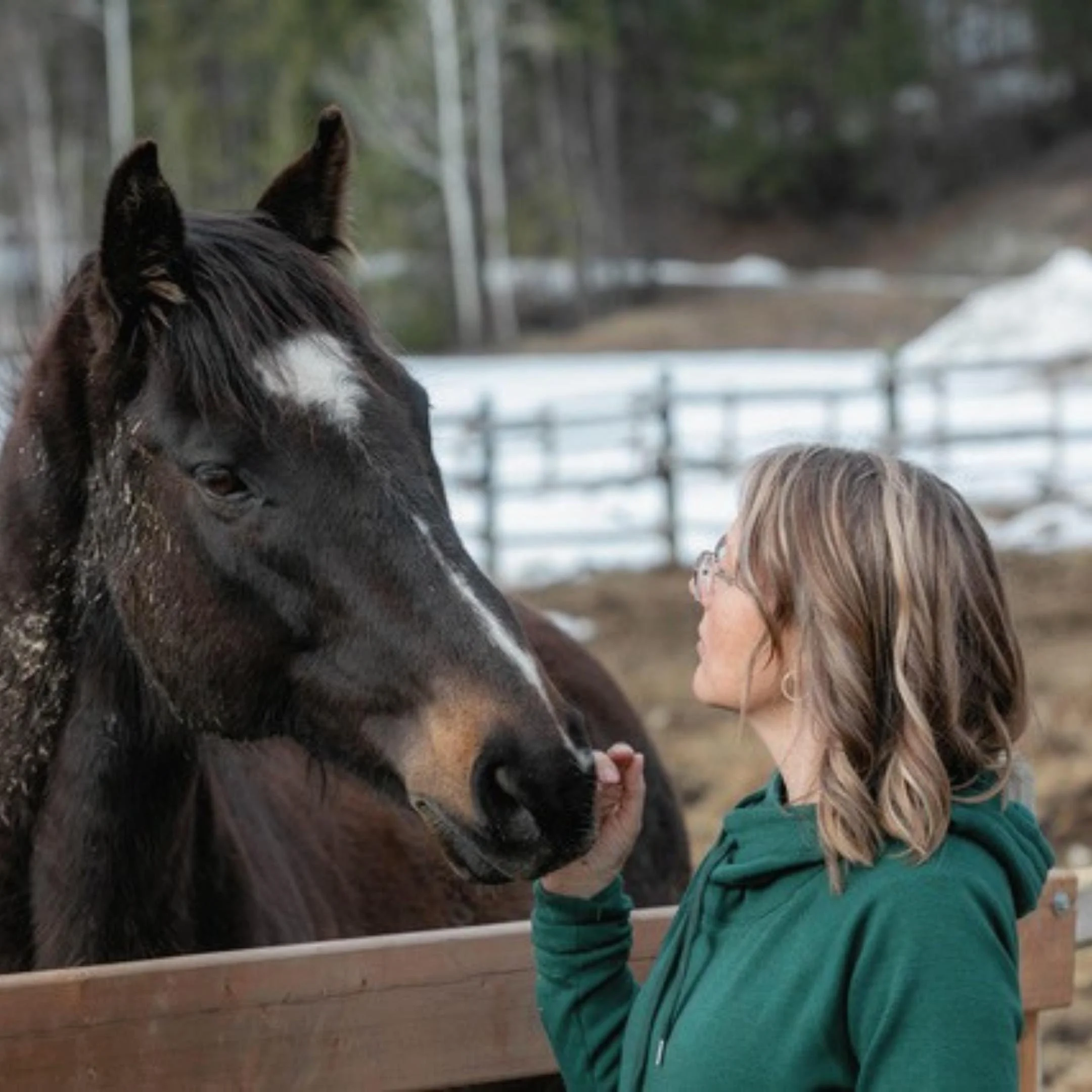 animal communication talking to a horse