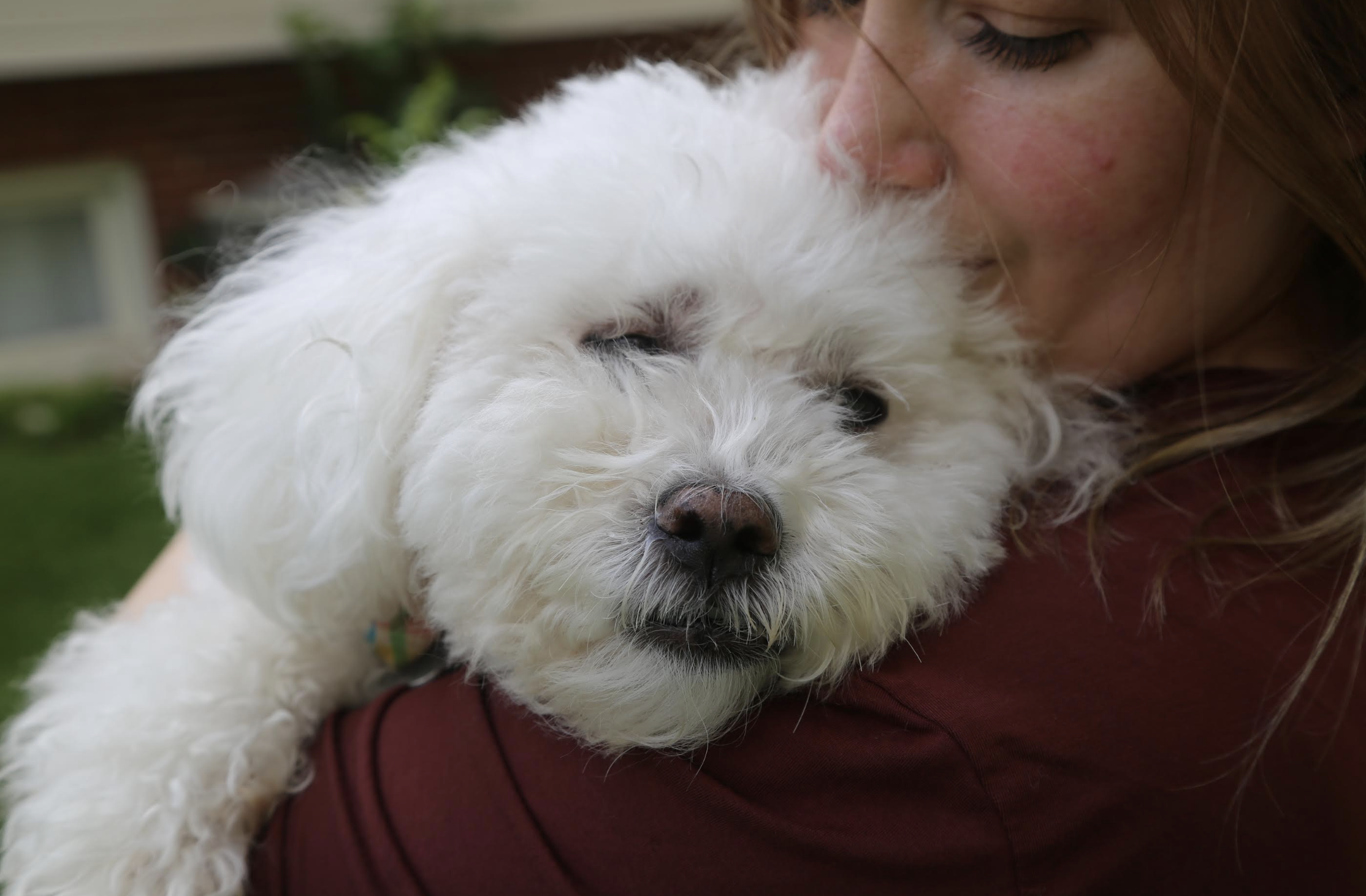 Bishop, white mixed breed senior dog held lovingly in the arms of Jessica, his person