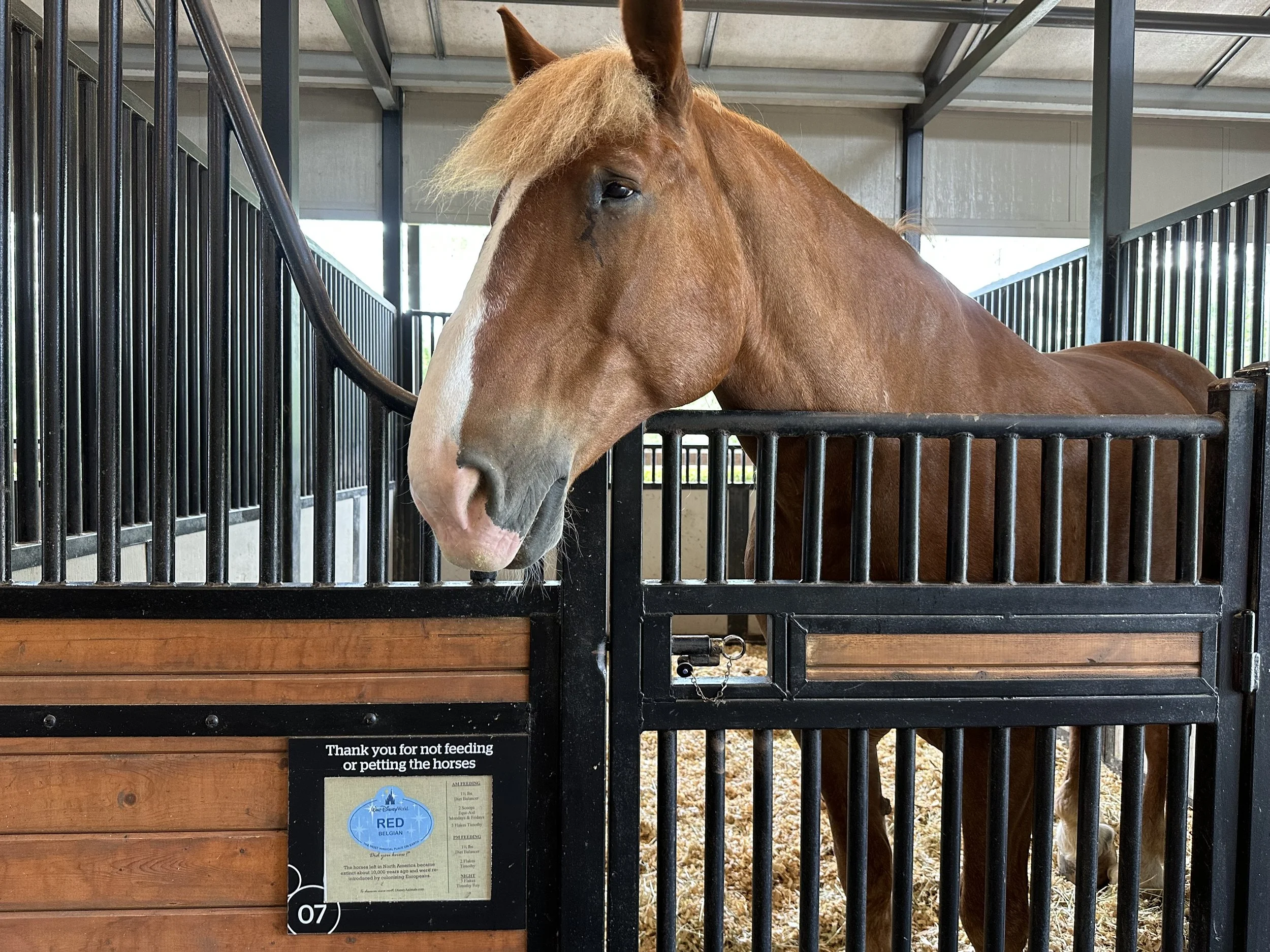 Tri-Circle-D Ranch at Disney World: A Quiet, Unexpected Favorite