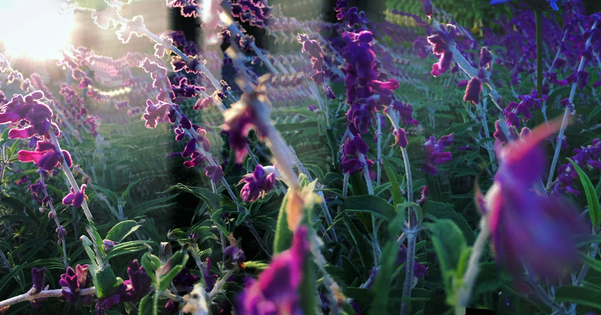 InPurpleSage 5