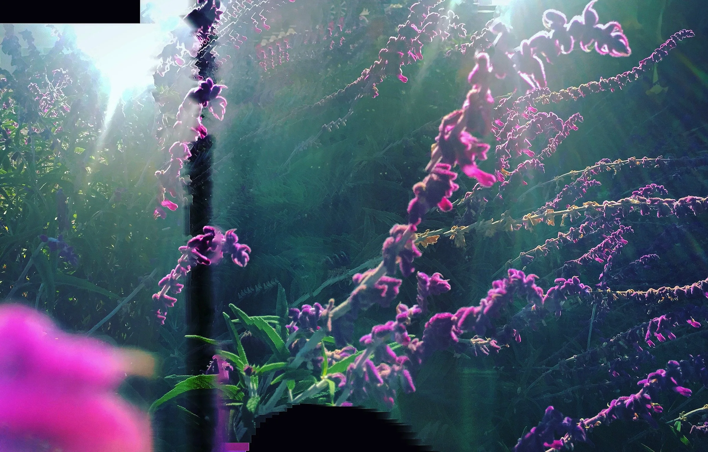 InPurpleSage 9