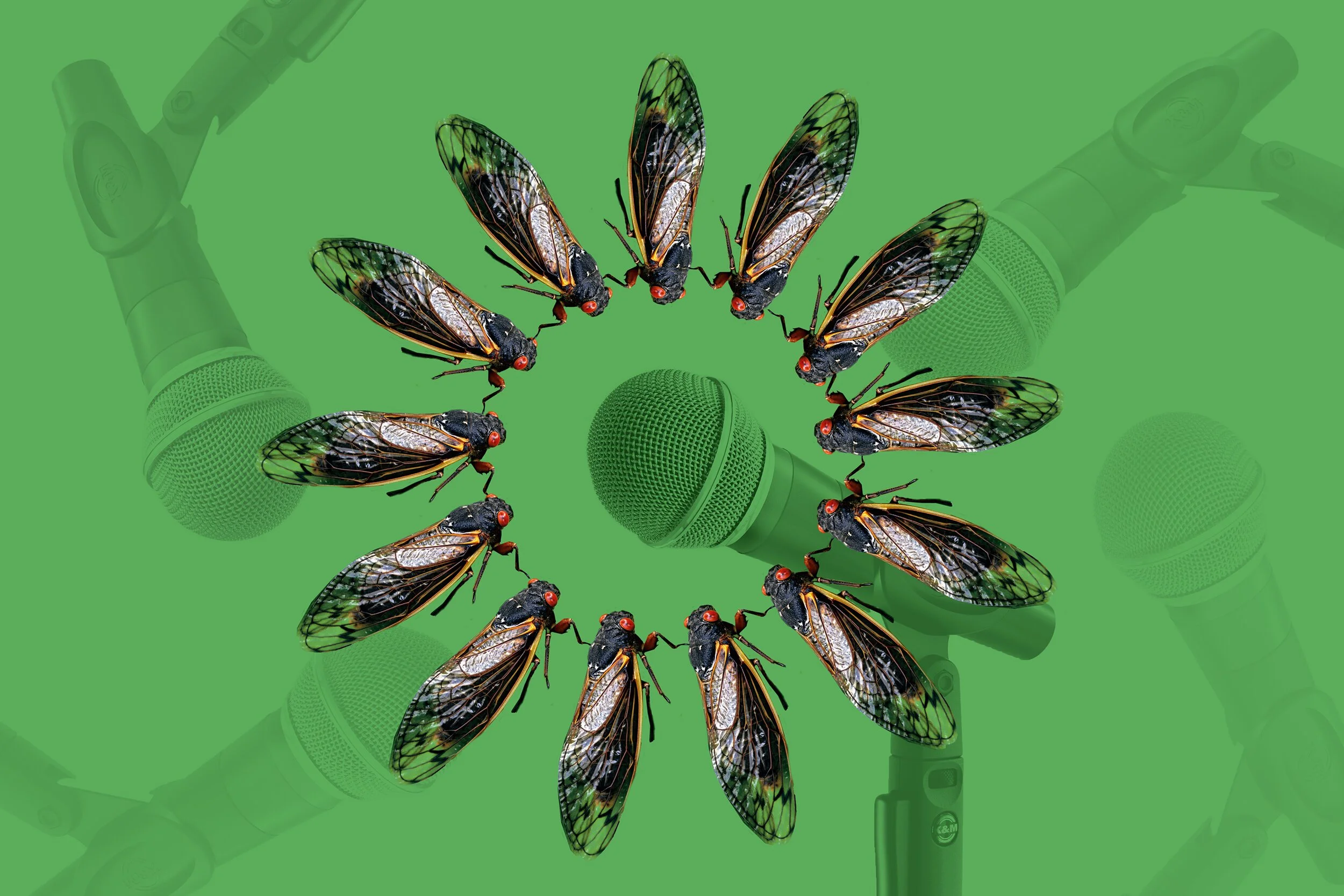 Sing with the Cicadas! Join the Human Cicada Chorus project by PlySpace Resident Erin Mallea