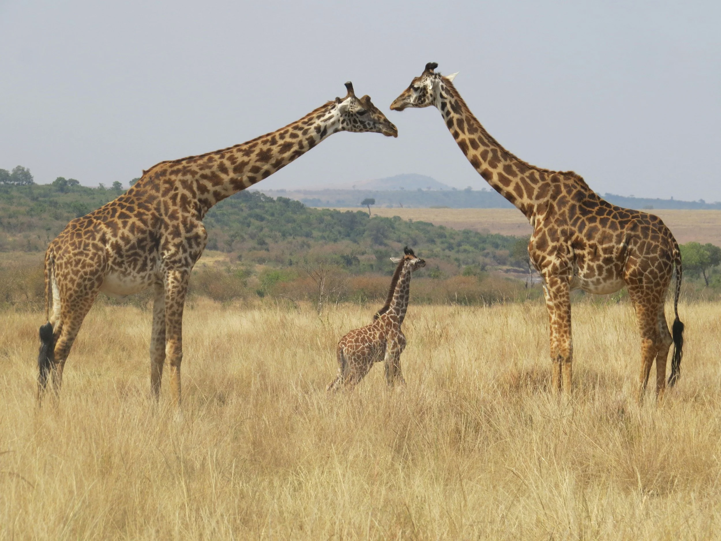 Two adult giraffes with a baby giraffe standing between them