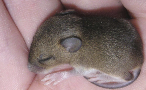 Small mouse in the palm of a hand