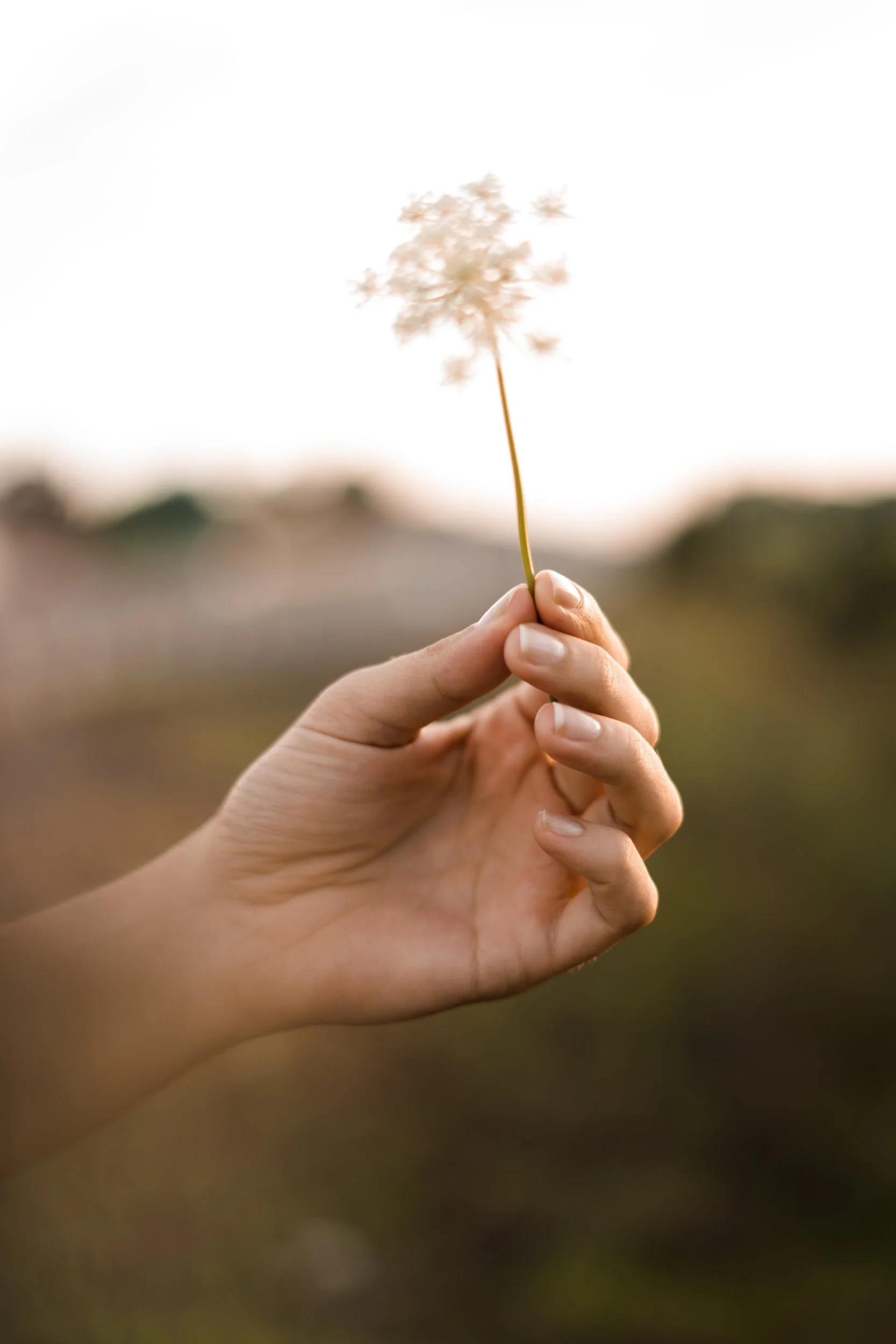 A person's hand holding a delicate, slender stem with a soft, blurry flower or plant at the top, against a natural outdoor background with soft lighting.
