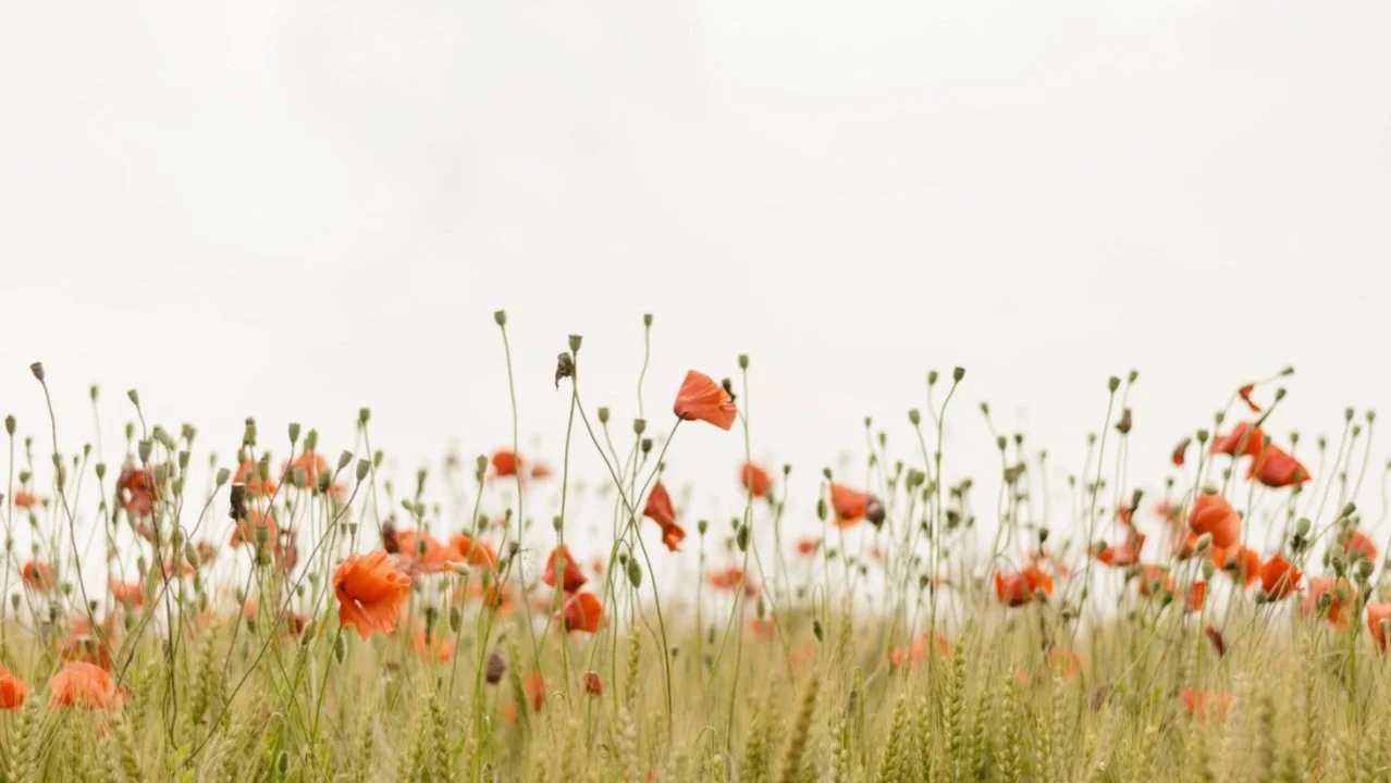 A field of tall grass with orange poppies and green stems against a bright sky.