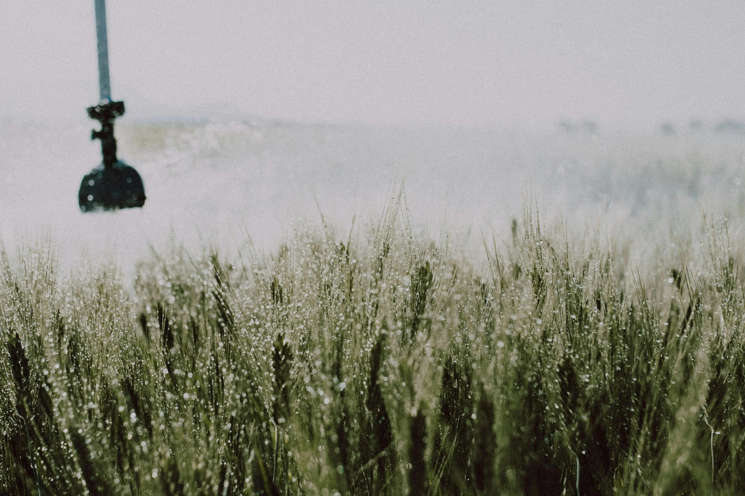 irrigation