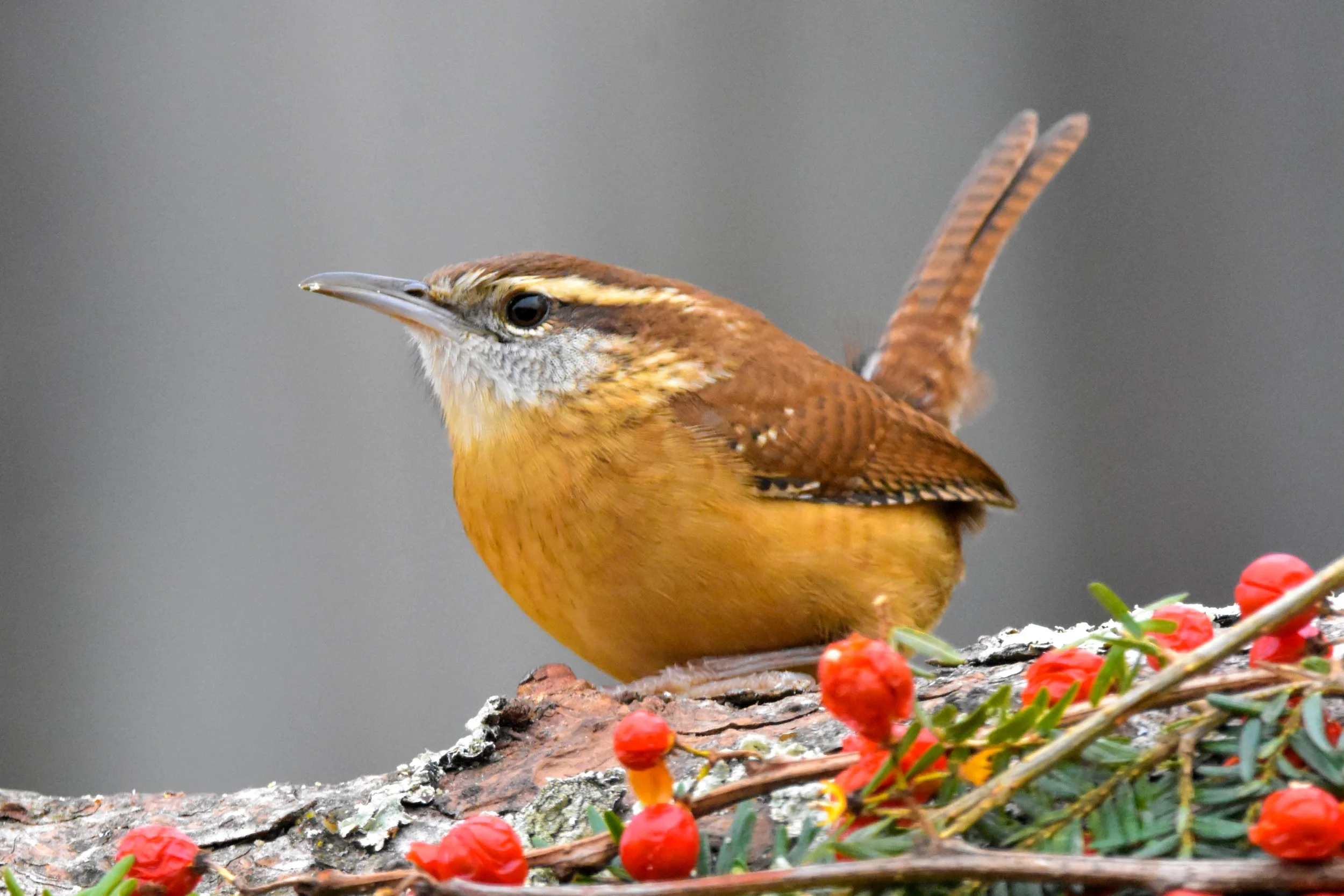 Carolina Wren in Profile by Jack Bulmer