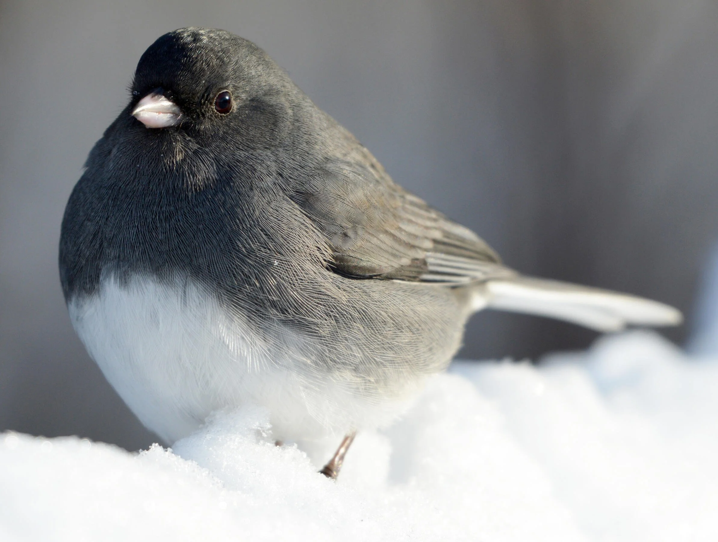 Dark-eyed Junco. Photo: Jocelyn Anderson/Audubon Photography Awards