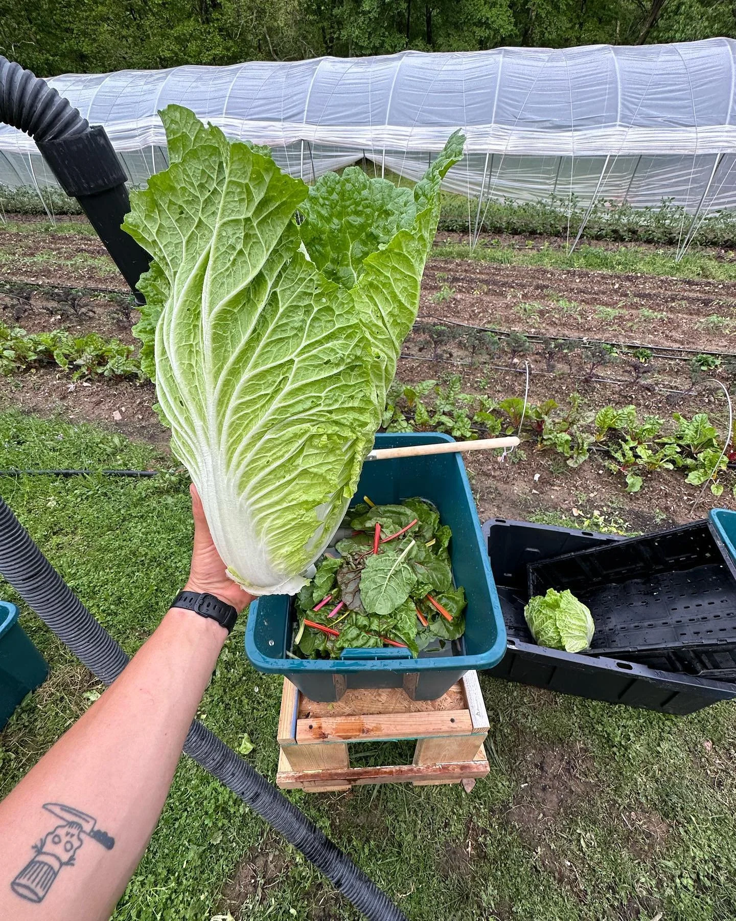 Napa Cabbage (Per Head)