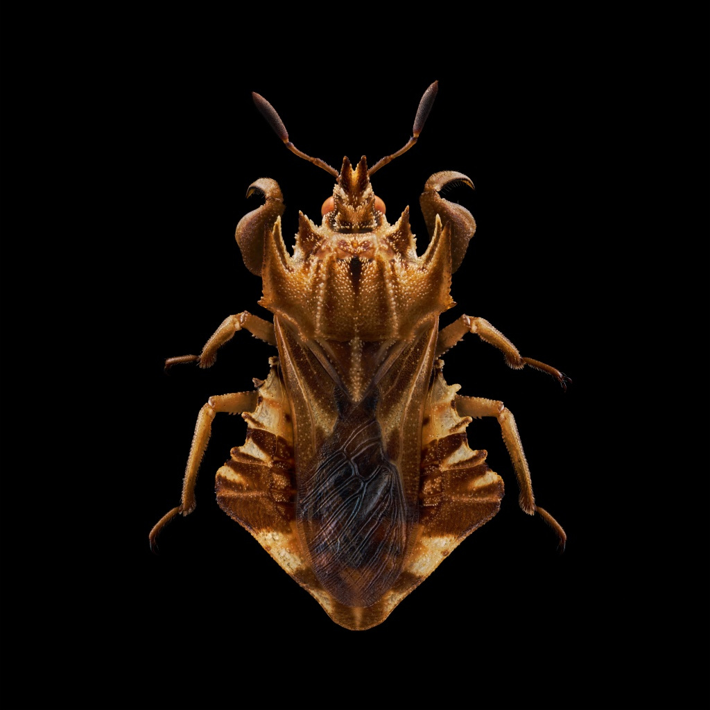 Phymata fortificata