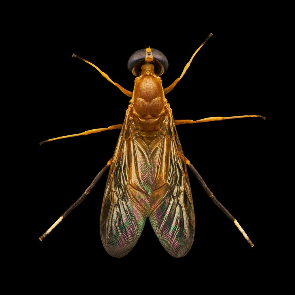 Ptecticus testaceus