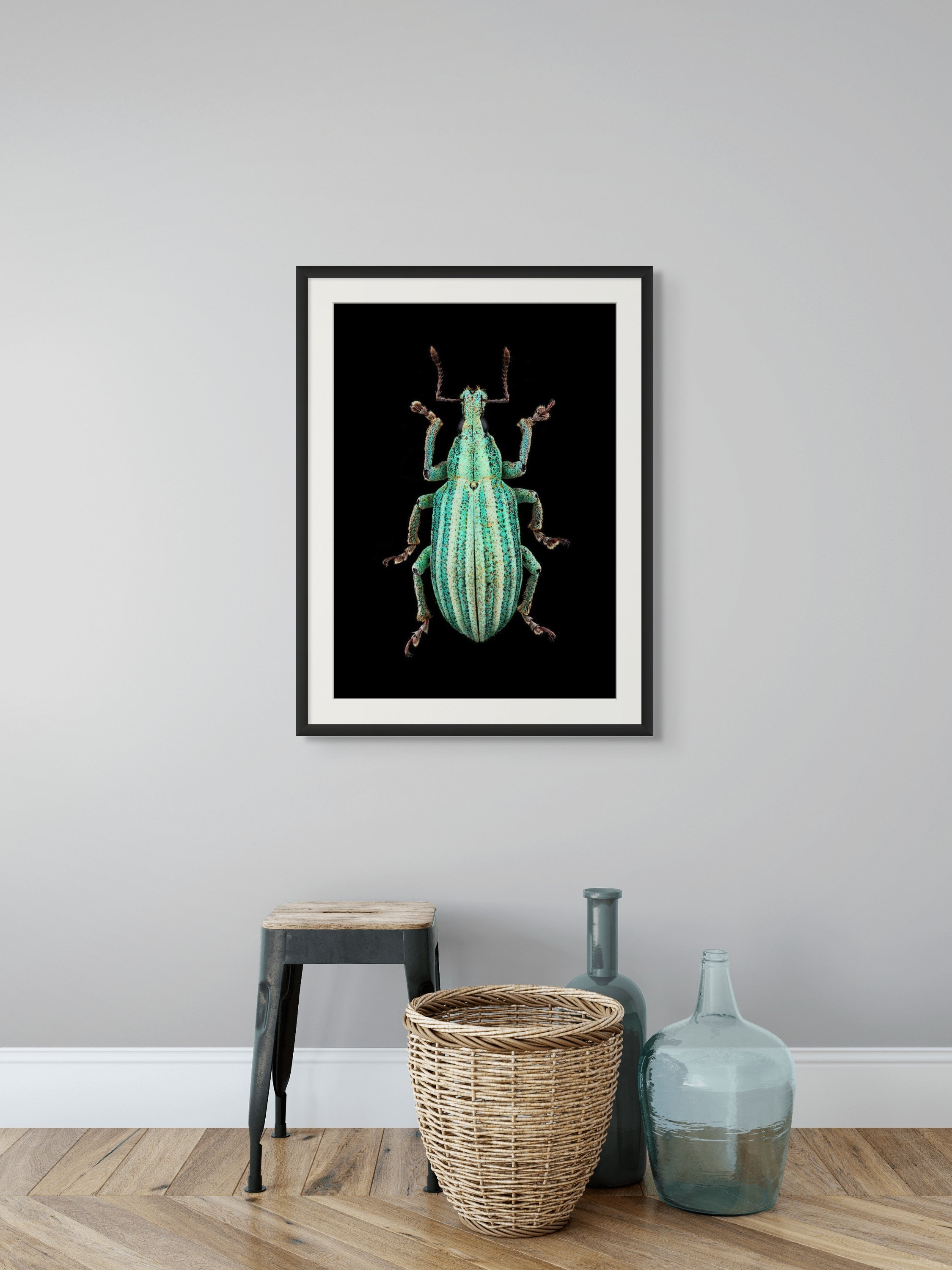 phaops thunbergii.jpg