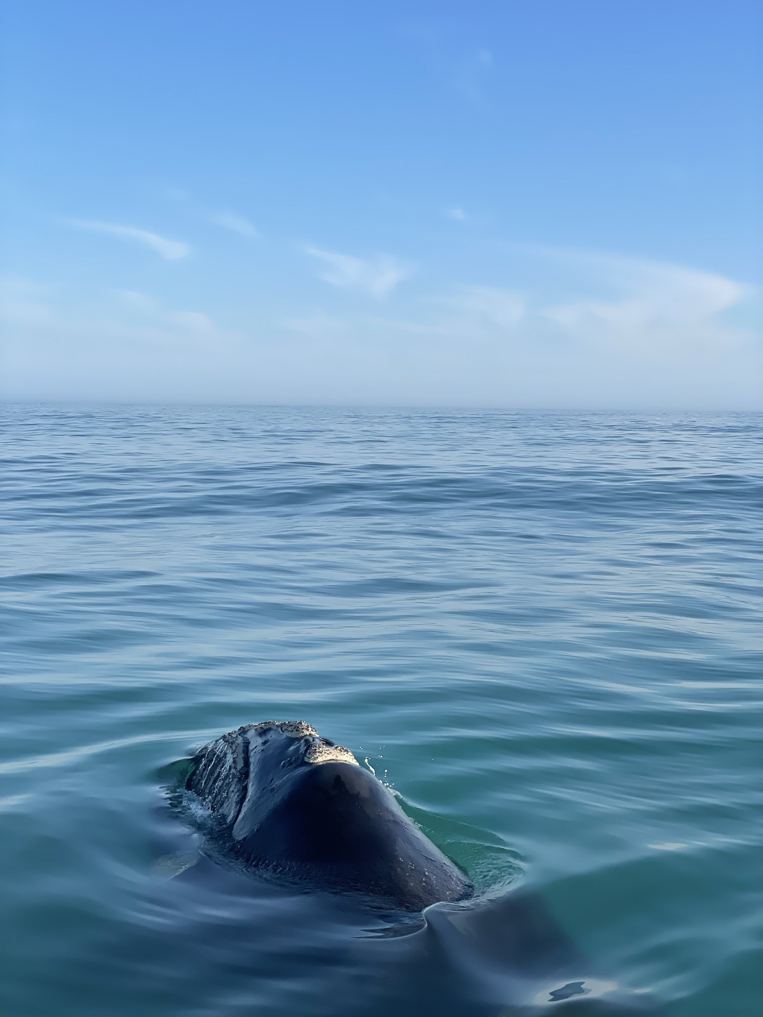 whale.jpeg