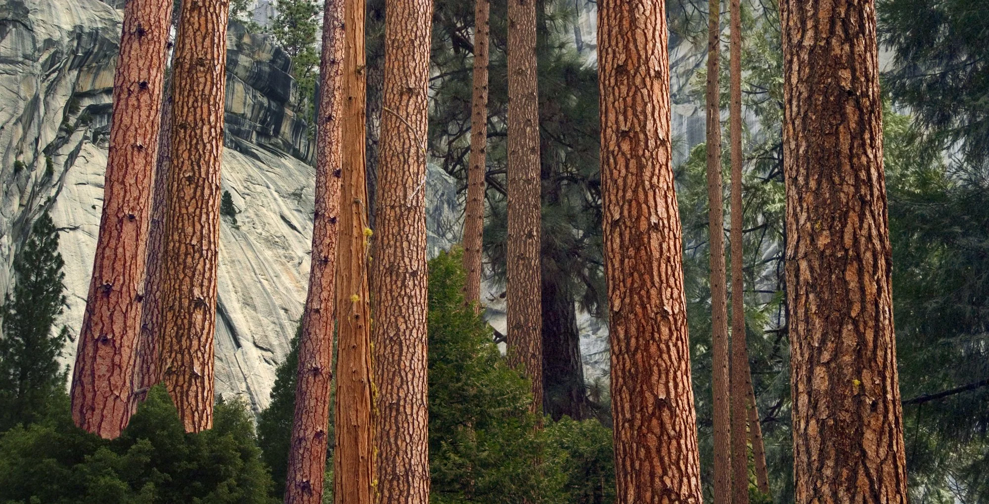 Yosemite Tree Bark, 2008 | inkjet print