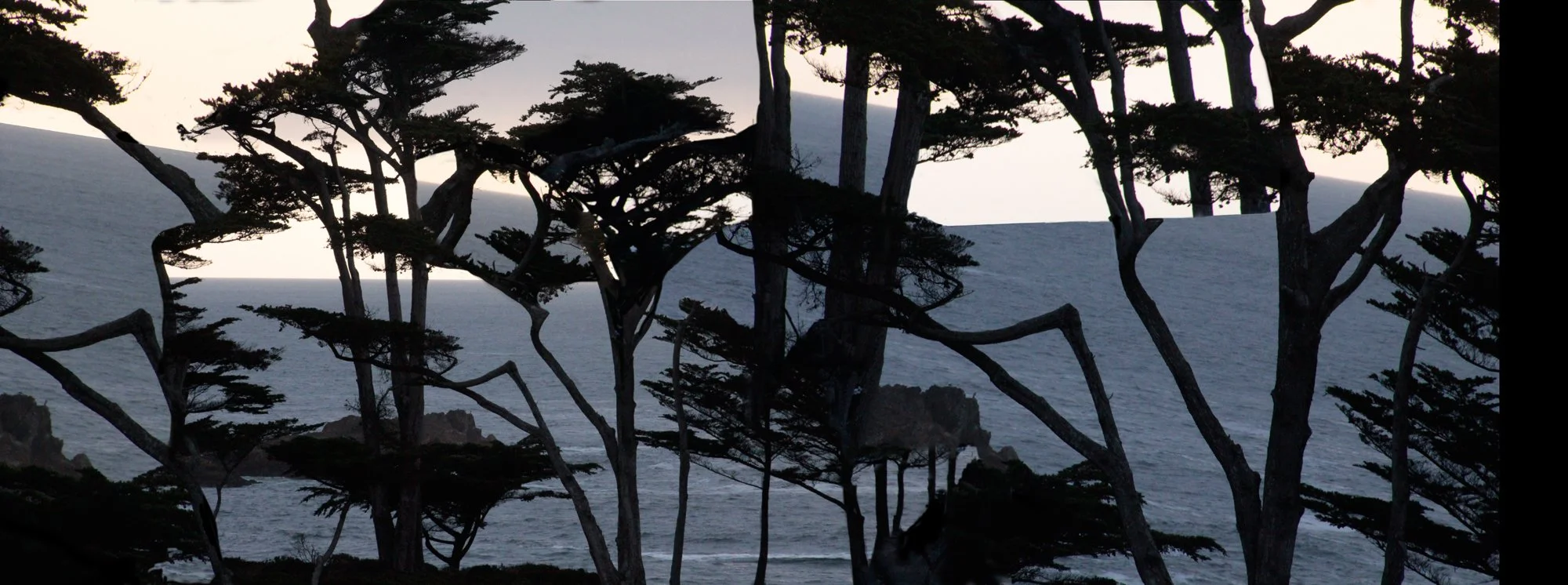 Spindrift Sunset Trees 4, 2021 | inkjet print