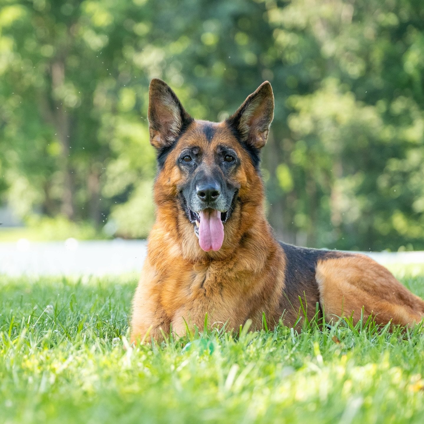 Meet Loki!

I&rsquo;m fostering this sweet 6yo GSD to hopefully help him find his perfect home!

Loki is a sweet, goofy, gentle boy who loves to play, be pet, or just hang out with you. He is selective with dogs but neutral to them on leash. He is co
