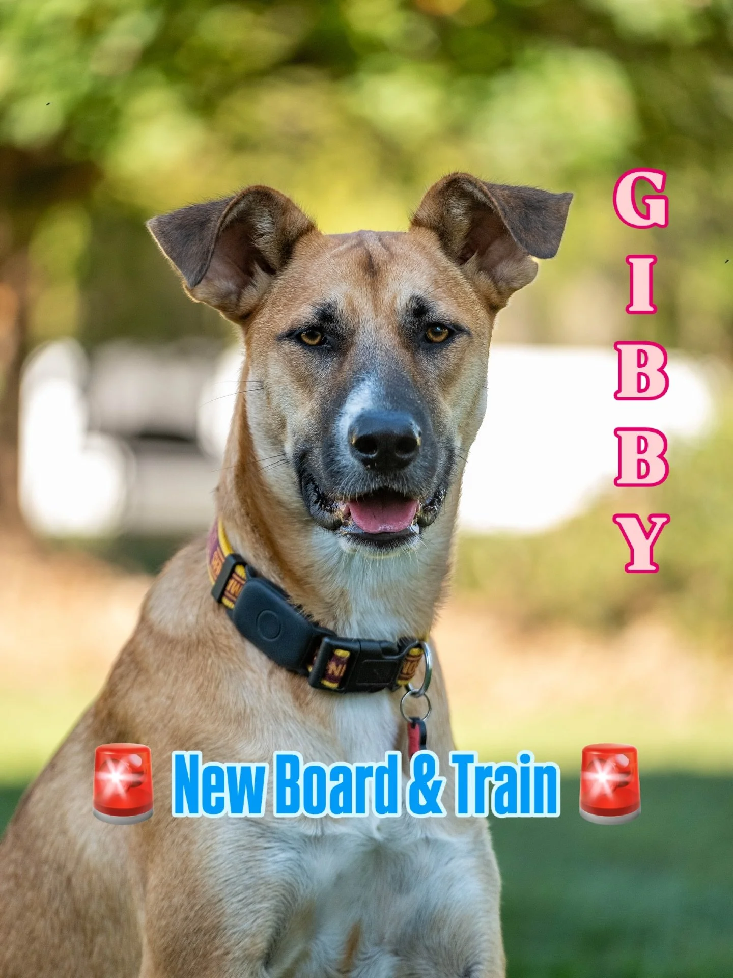 Formally introducing Gibby, my newest board and train pup! She’s here to work on reducing stress about strangers approaching or coming into her space. 
Photo description: a headshot of a light brown mixed breed dog with ears that tip down at t
