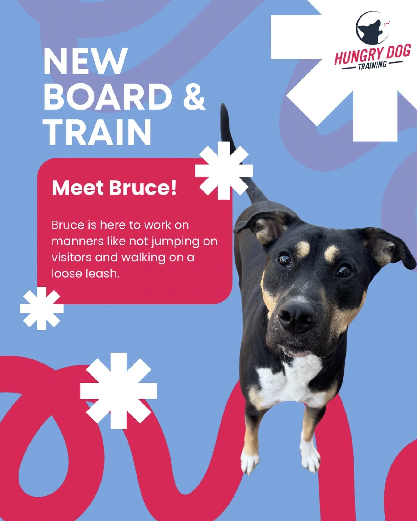 Welcome Bruce! 

I love dogs with big personalities who are full of energy, but sometimes that comes with behavior such as jumping and pulling on leash. 

Bruce has been getting to know me and learning all about the basics of training. Soon we will i