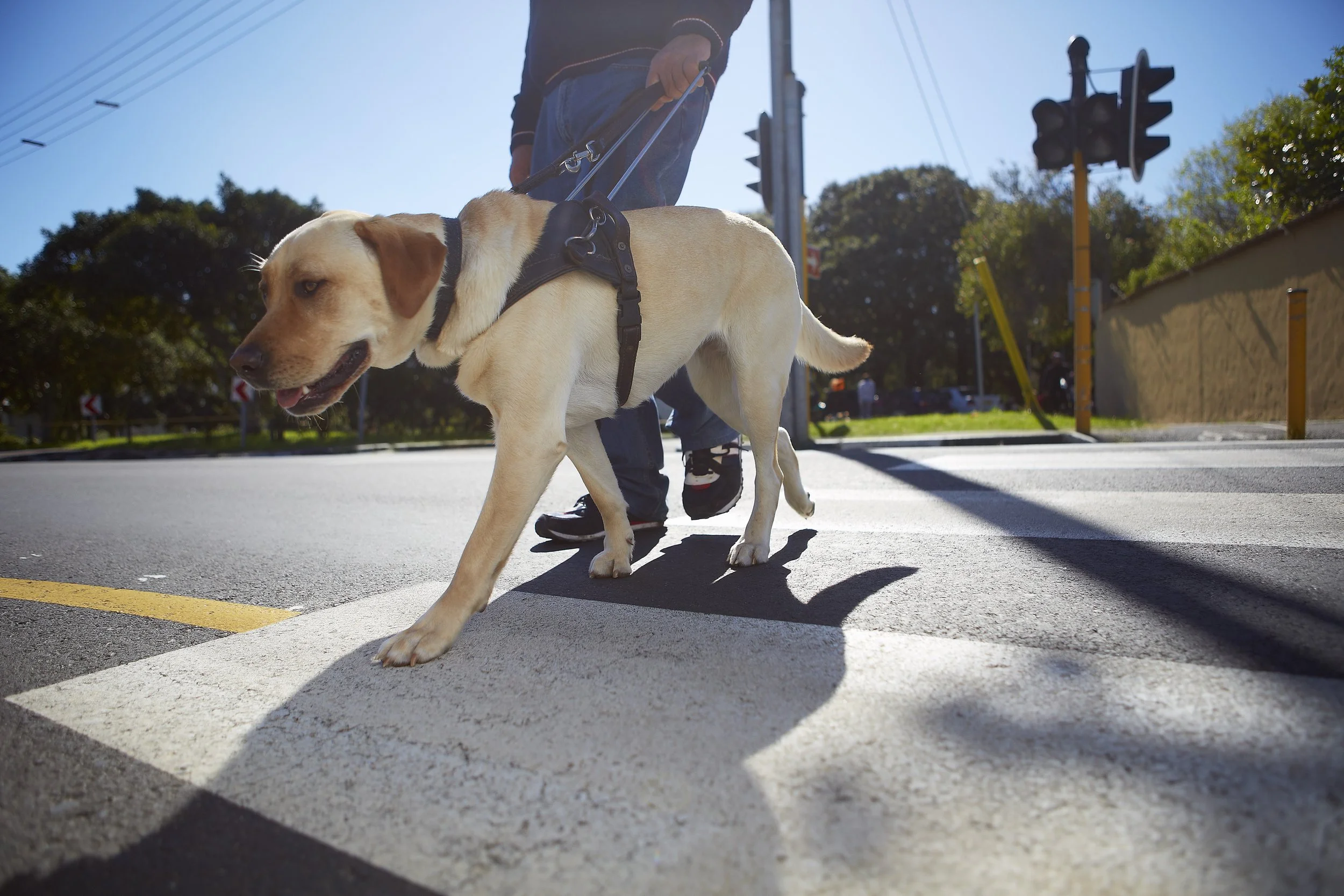 Saint Francis Service Dogs: Enhancing Independence for People with Disabilities