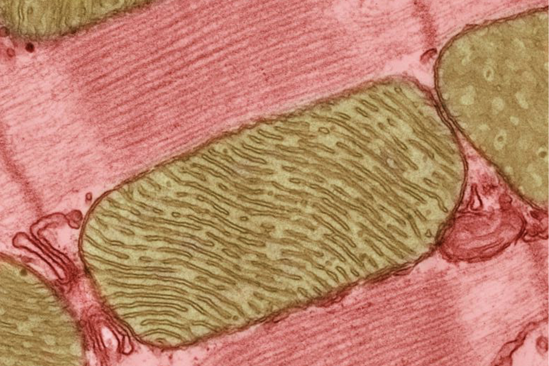 A microscopic view of mitochondria from heart muscle