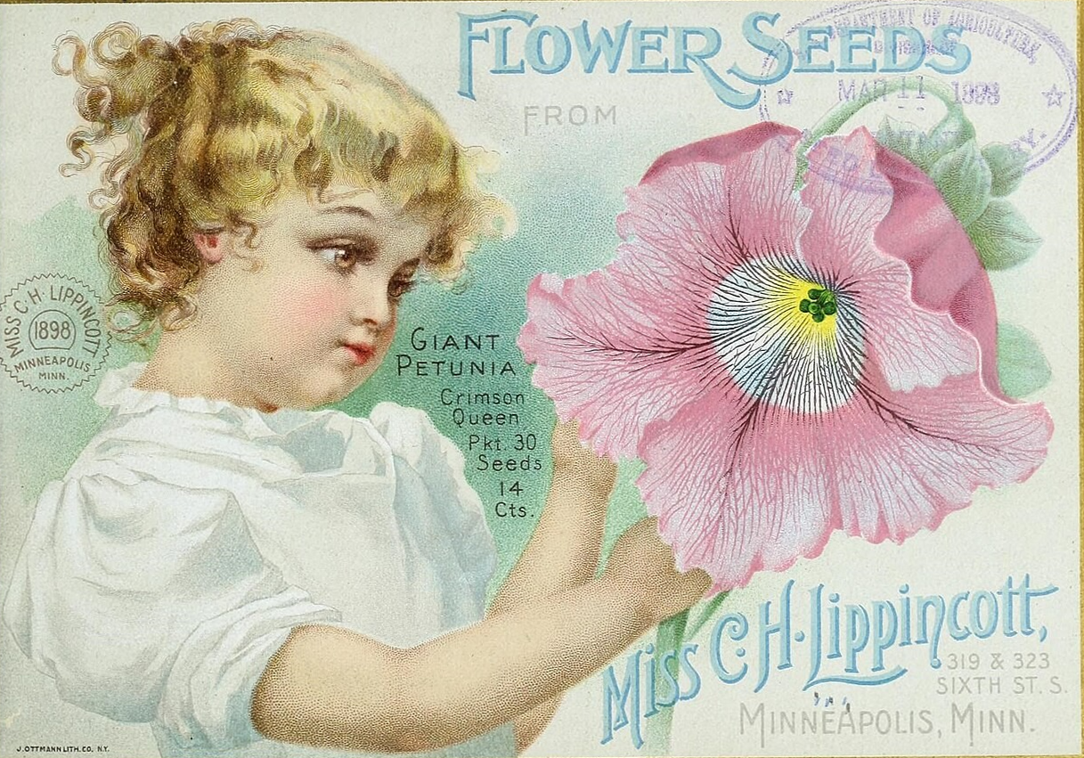 A vintage petunia flower packet