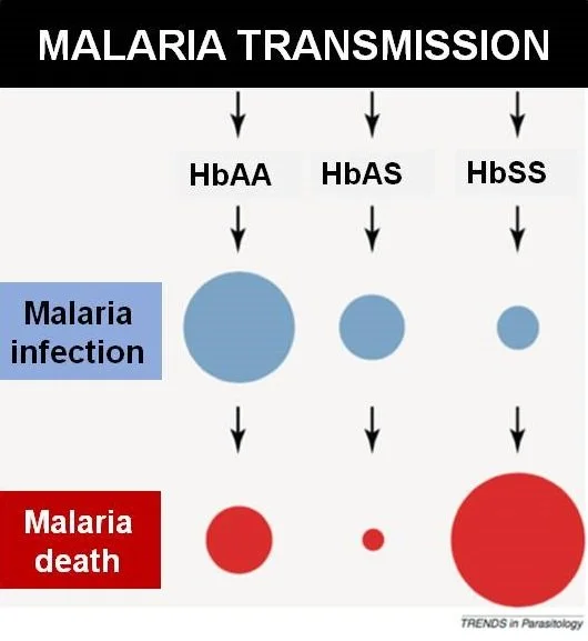 Illustration showing how the sickle cell trait protects against malaria transmission.
