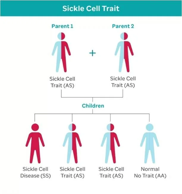 A figure showing how Sickle Cell traits are passed from parents to children