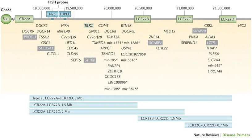 A diagram showing the loss of genes within the 22q11.2 region.